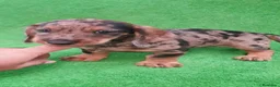 Teckel Miniatura perros en venta: Teckel miniatura ♂️♀️ - Anuncio 1