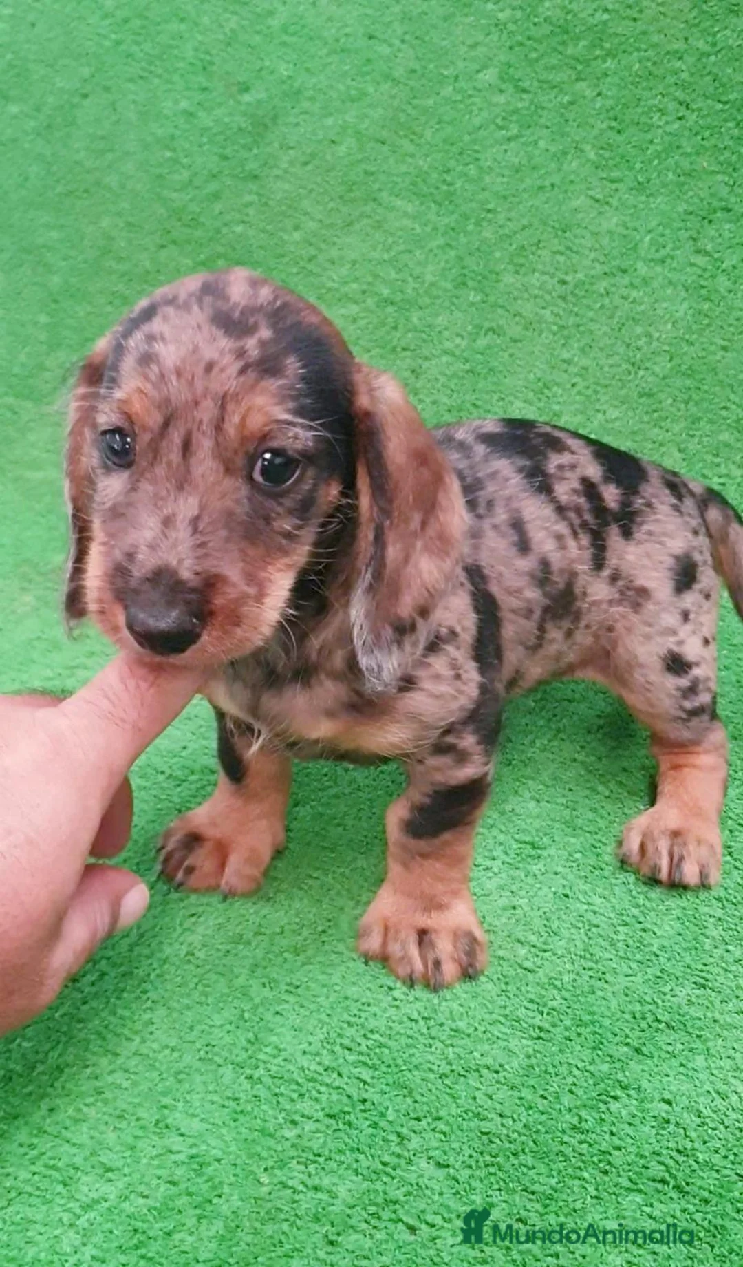 Teckel Miniatura perros en venta: Teckel miniatura ♂️♀️ - Anuncio 1