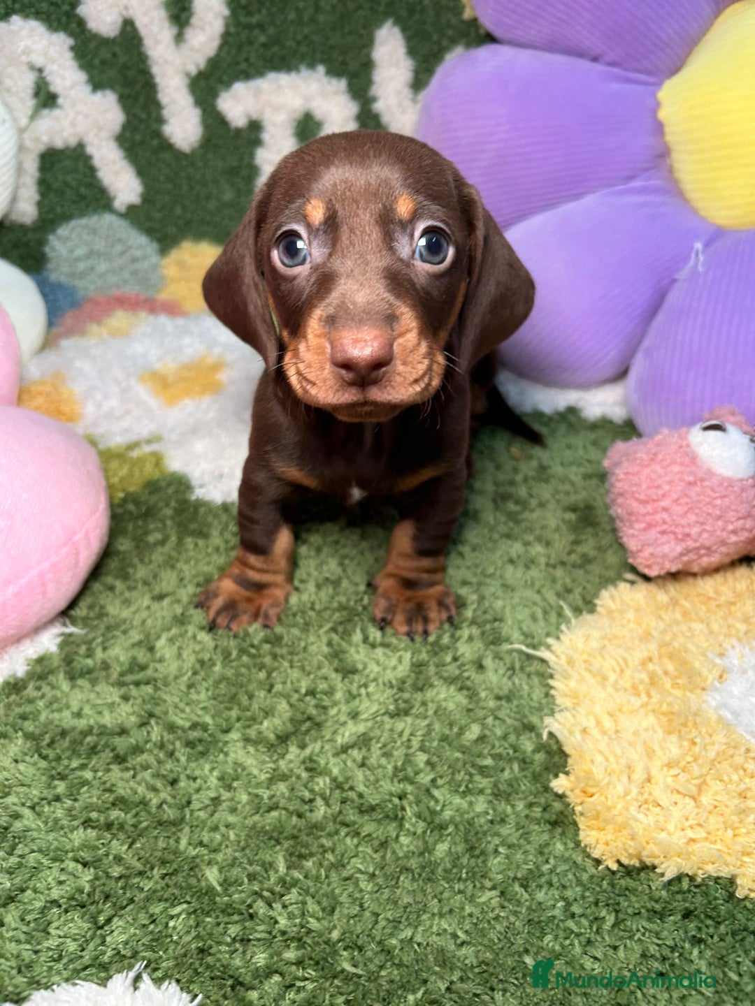 Teckel perros en venta: Teckel Kaninchen Chocolate Macho en Madrid - Imagen 3