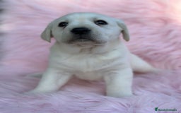 Labrador Retriever perros en venta: Labradora amarillo  - Anuncio 4