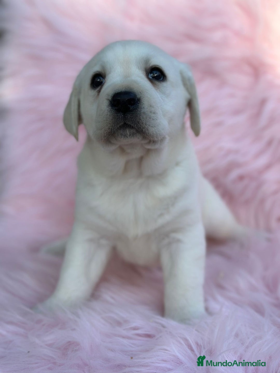 Labrador Retriever perros en venta: Labradora amarillo  - Anuncio 4