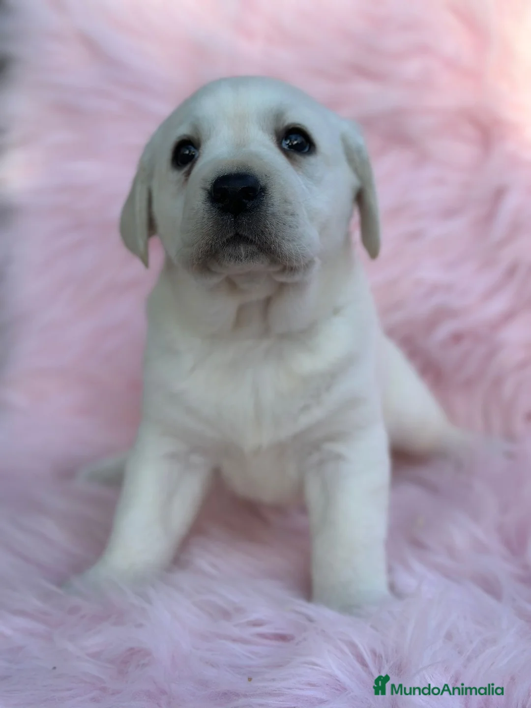 Labrador Retriever perros en venta: Labradora amarillo  - Anuncio 4