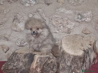 Pomerania perros Pomeranias - Anuncio 1