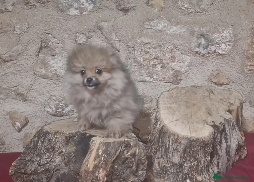 Pomerania perros en venta: Pomeranias  - Anuncio 1