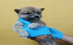 Shiba Inu perros en venta: Cachorros de Shiba Inu - Imagen 7