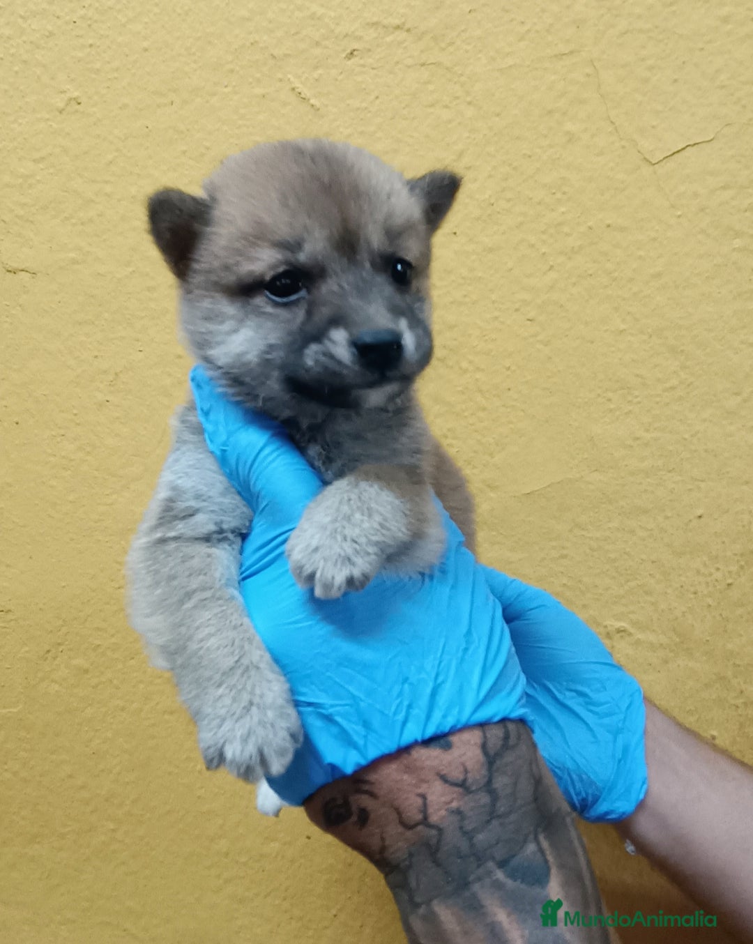 Shiba Inu perros en venta: Cachorros de Shiba Inu - Imagen 7