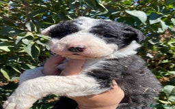 Border Collie perros en venta: Camada De Border Collie en Salamanca - Imagen 2