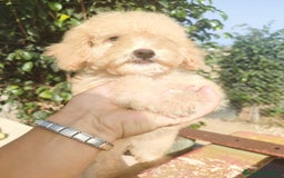 Caniche Toy perros en venta: Caniche Toy - Imagen 10