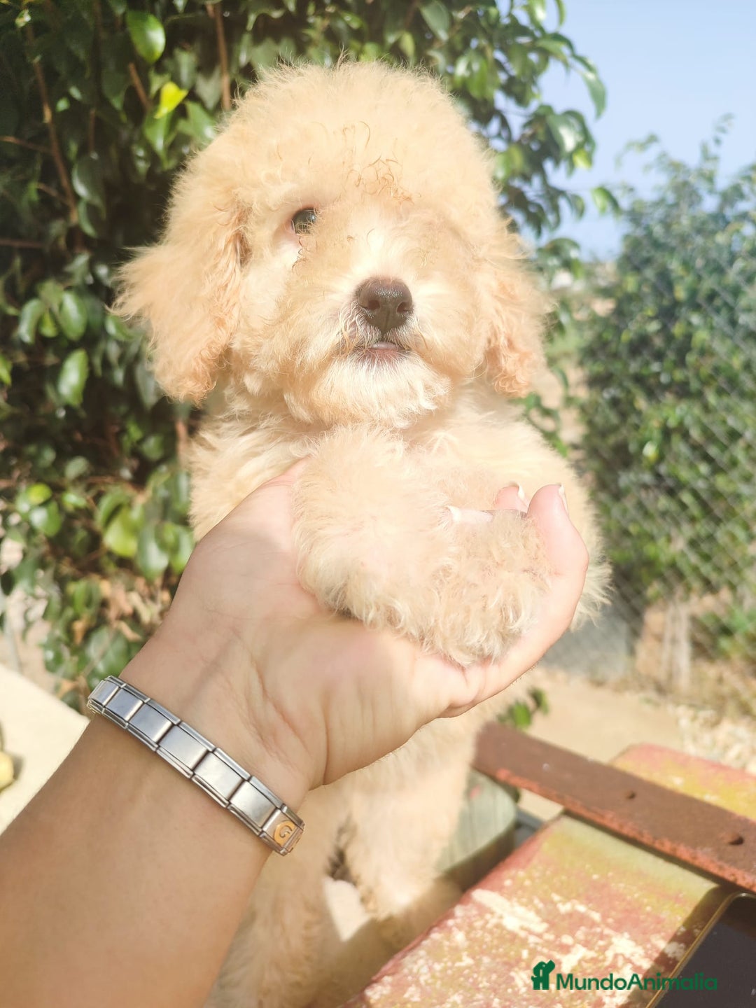 Caniche Toy perros en venta: Caniche Toy - Imagen 10