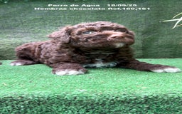 Perro de Agua Español perros en venta: Perro de Agua Español hembra - Anuncio 15