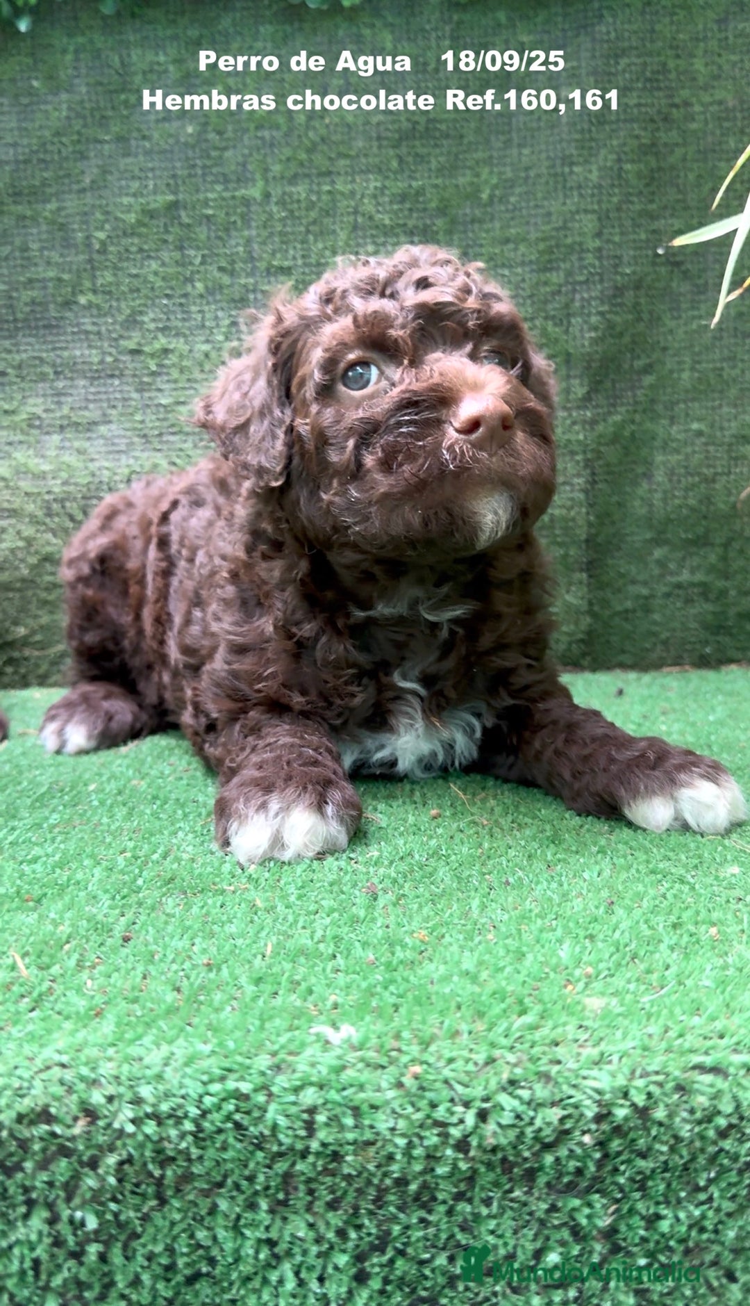 Perro de Agua Español perros en venta: Perro de Agua Español hembra - Anuncio 15