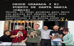 American Staffordshire-Terrier perros en venta: American Stanford, mis pequeños - Imagen 20