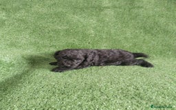 Caniche Toy perros en venta: Caniches toys particolor  - Imagen 8