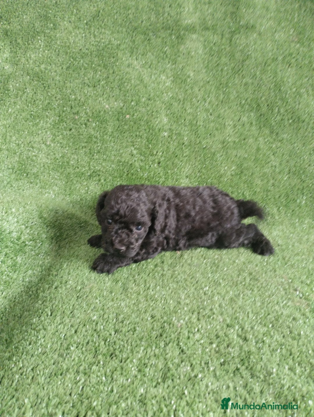 Caniche Toy perros en venta: Caniches toys particolor  - Imagen 8