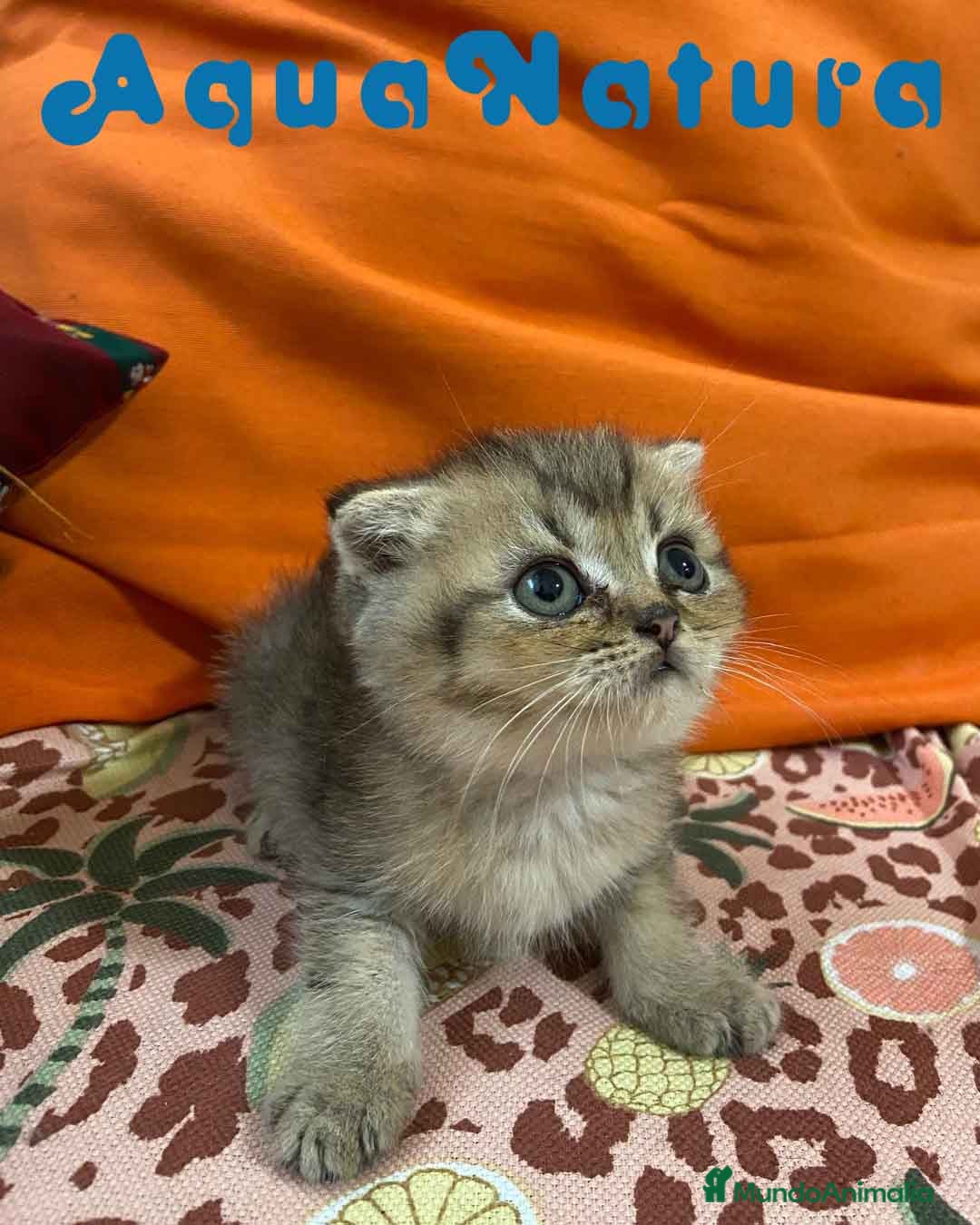 Scottish Fold gatos Scottish Fold Macho 6417 AQUANATURA - Anuncio 9