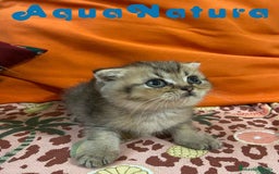 Scottish Fold gatos en venta: Scottish Fold Macho 6417 AQUANATURA - Imagen 1