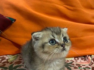 Scottish Fold gatos - Anuncio 15