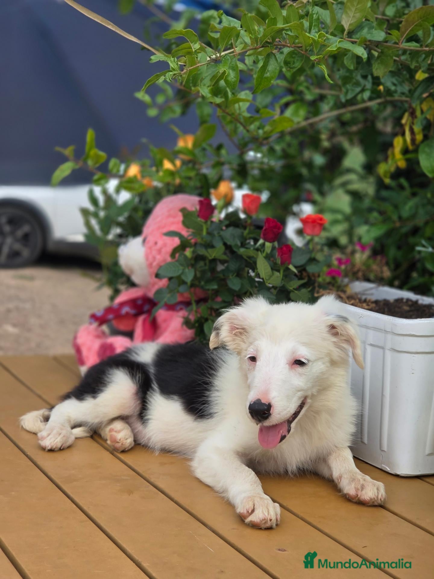 Border Collie perros Border collie para entregar - Anuncio 2
