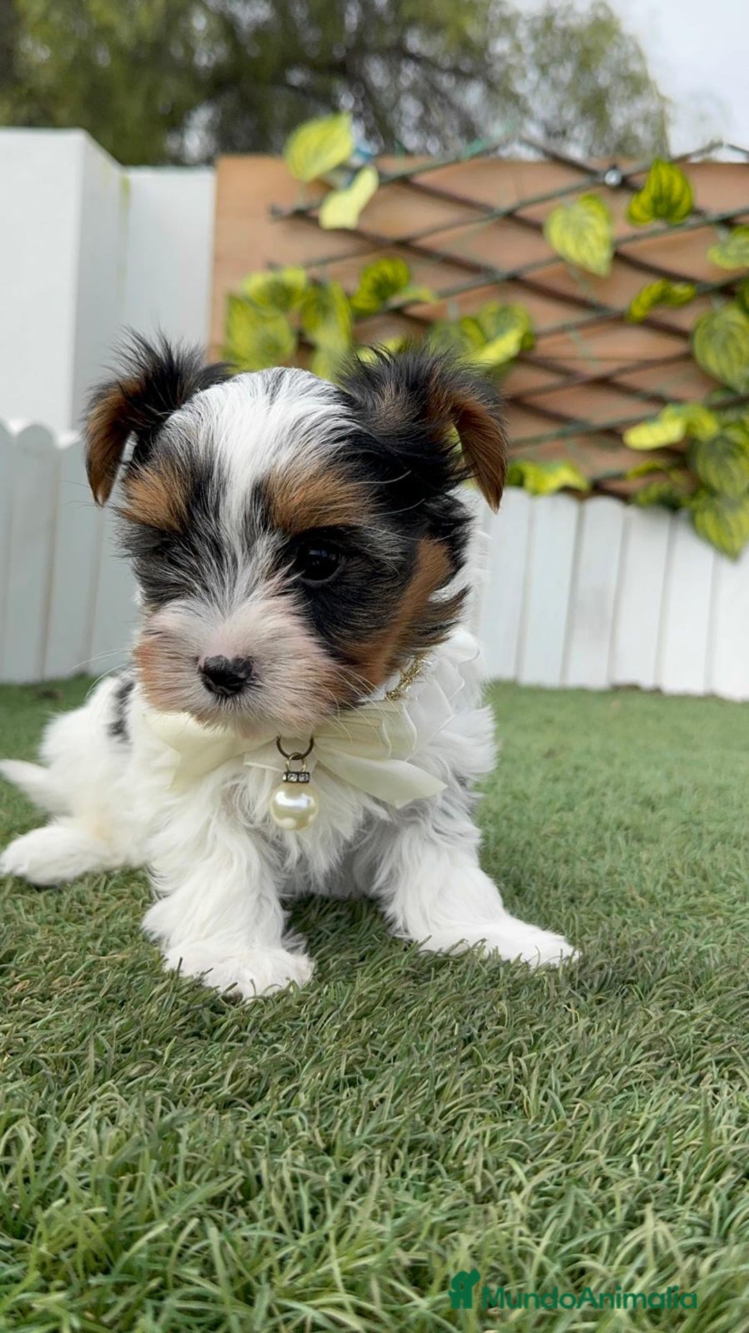 Yorkshire Terrier perros en venta: YORKSHIRE BIEWER - Anuncio 7