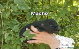 Perro Lobo Checoslovaco perros en venta: Perro lobo wolfdog  - Imagen 2