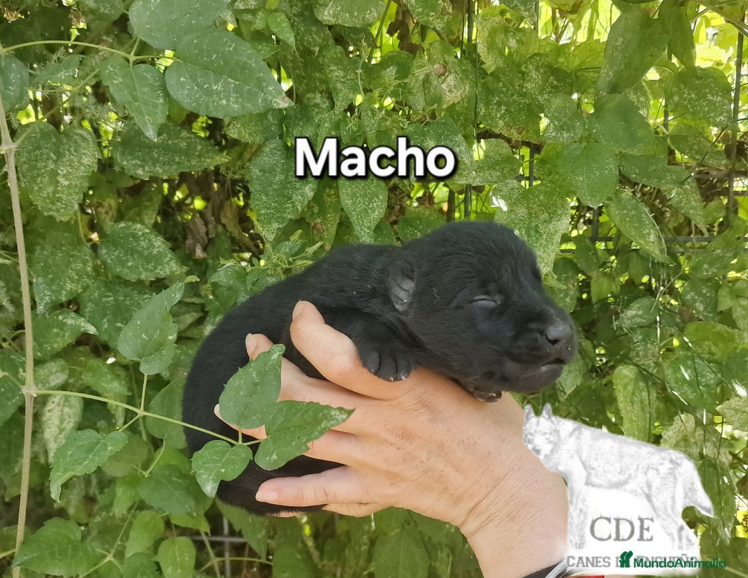 Perro Lobo Checoslovaco perros en venta: Perro lobo wolfdog  - Imagen 2