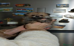 Pomerania perros en venta: Pomerania machitos línea rusa y coreana  - Imagen 1