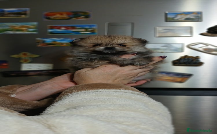 Pomerania perros - Anuncio 1