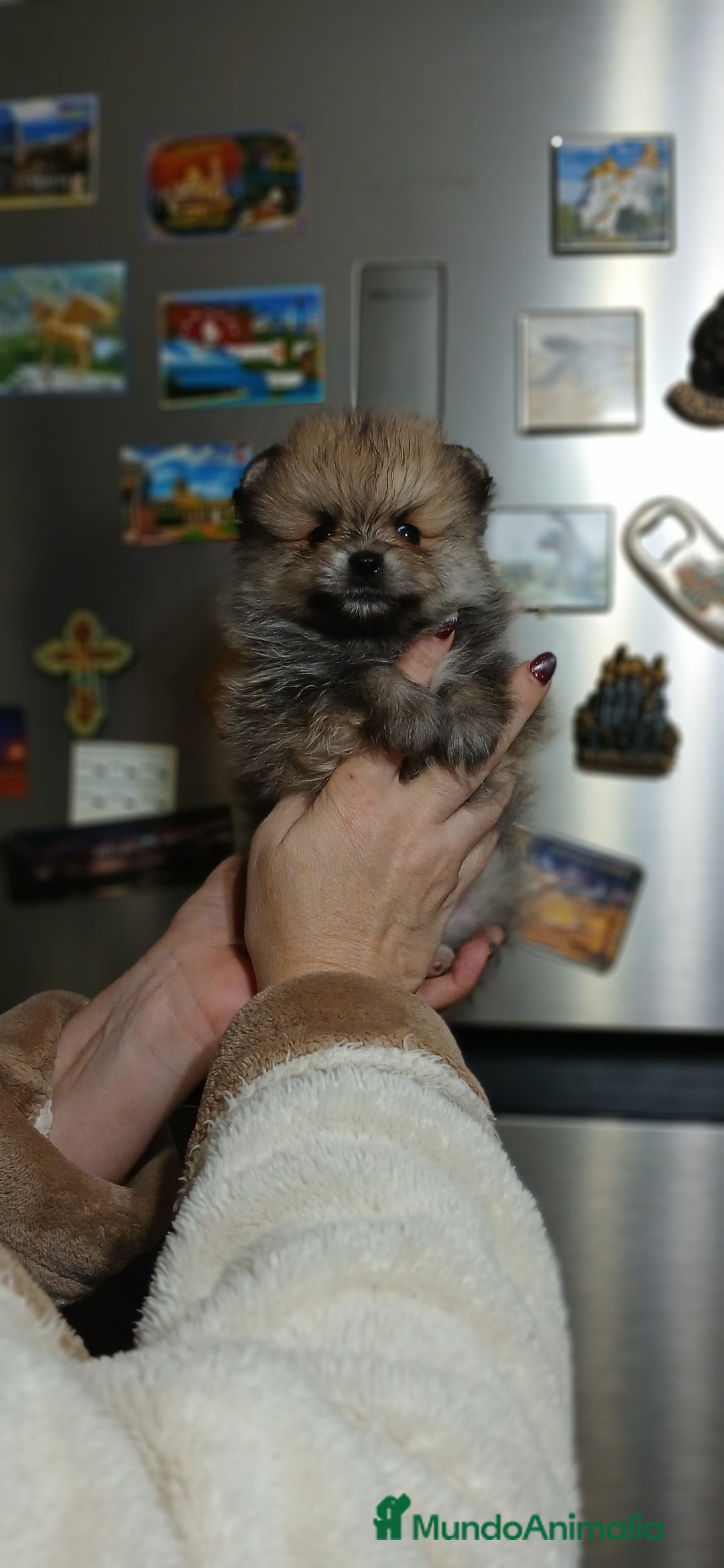 Pomerania perros en venta: Pomerania machitos línea rusa y coreana  - Imagen 1