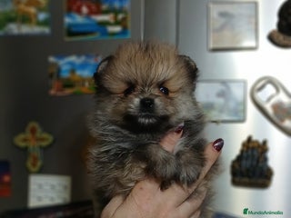 Pomerania perros - Anuncio 1