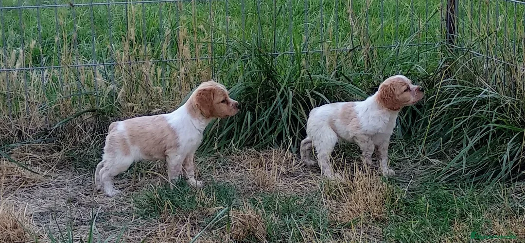 Imagen de galería {{count}}