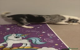 Border Collie perros en venta: Border collie  - Imagen 16