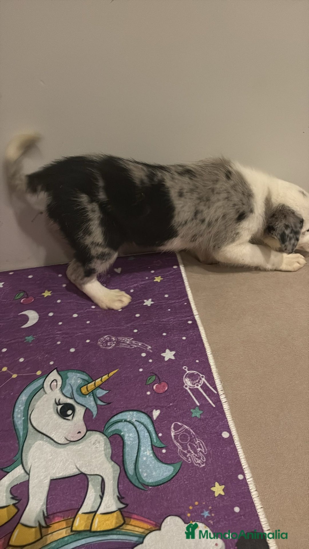 Border Collie perros en venta: Border collie  - Imagen 16
