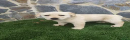 Labrador Retriever perros en venta: Labrador retriever  - Anuncio 6