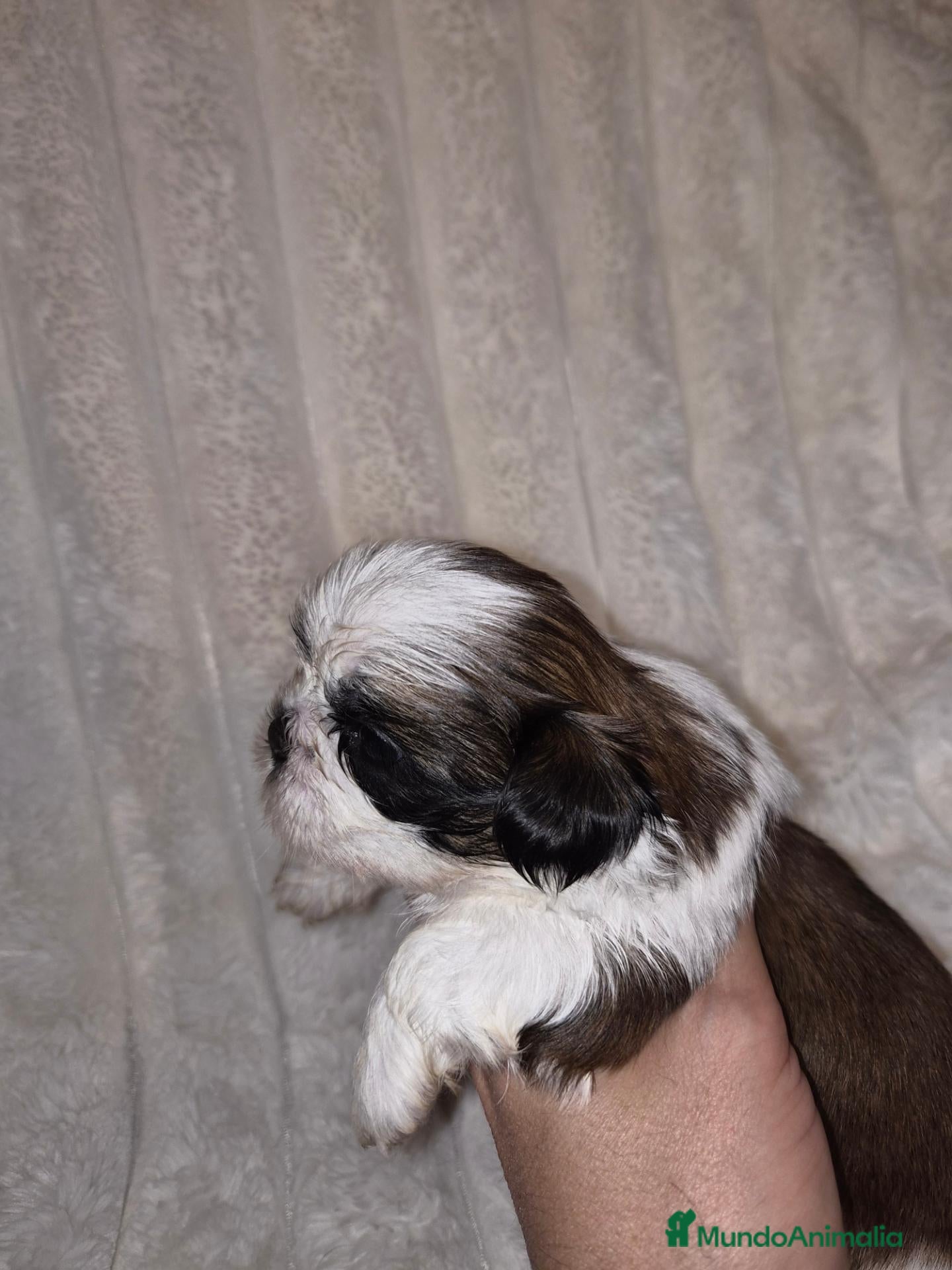 Shih Tzu perros Espectaculares shih tzus - Anuncio 3