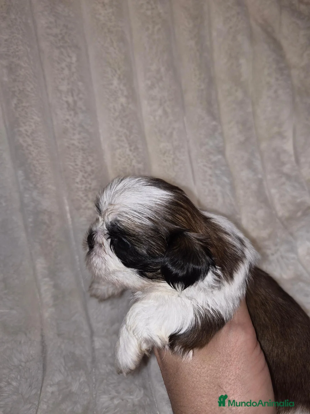 Shih Tzu perros en venta: Espectaculares shih tzus - Anuncio 1
