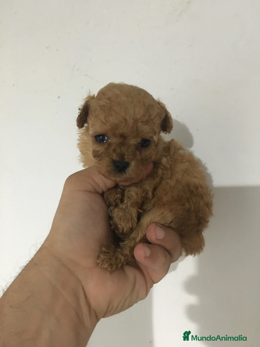 Maltipoo perros en venta: MALTIPOO GRAN CALIDAD - Anuncio 1