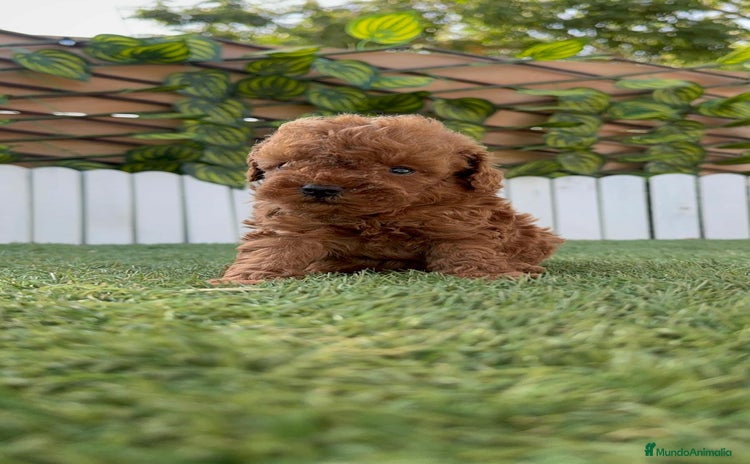 Caniche Toy perros - Propaganda 1