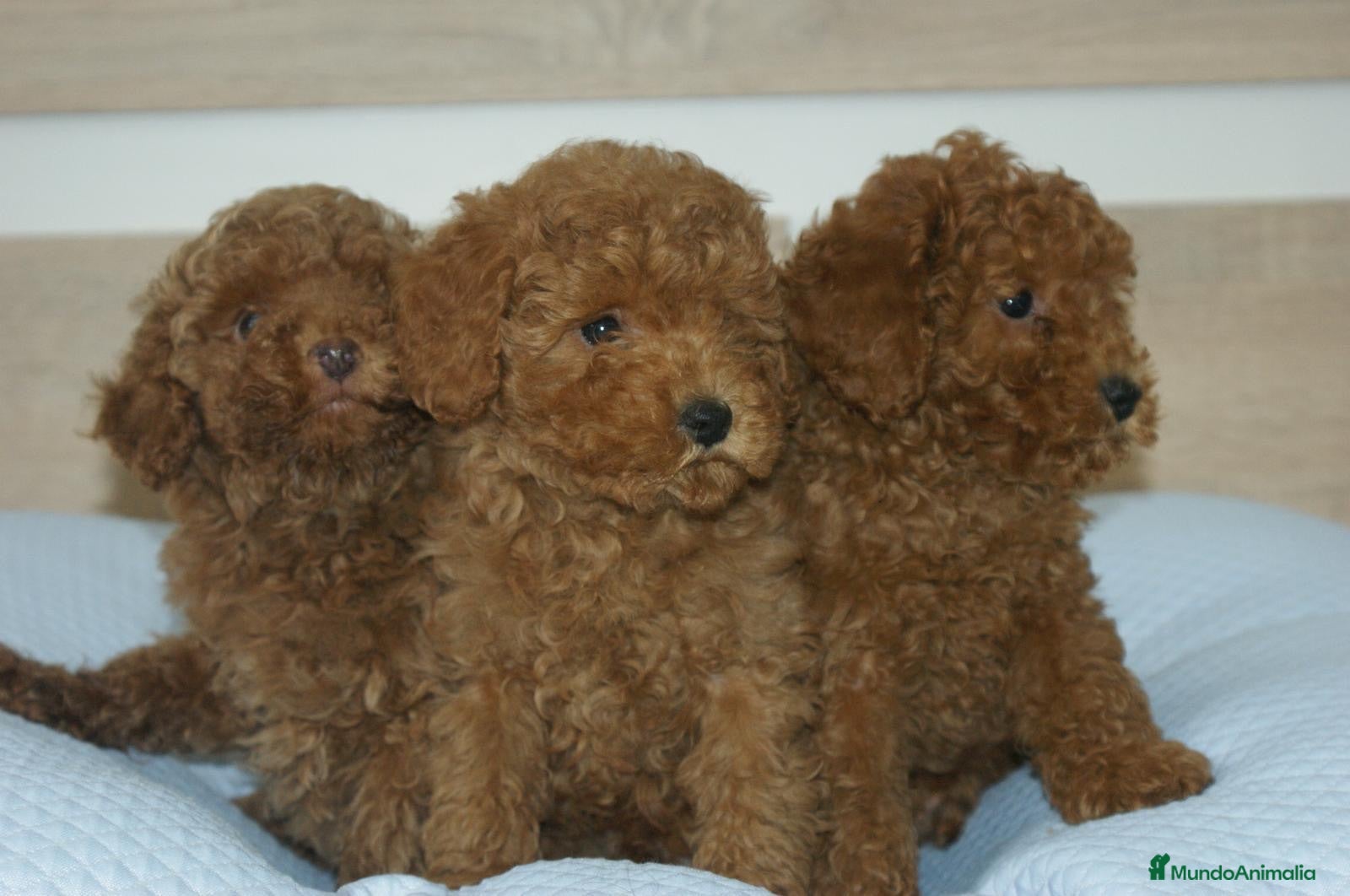 Caniche Toy perros CACHORROS DE CANICHE TOY ROJO - Anuncio 2