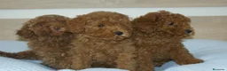Caniche Toy perros en venta: CACHORROS DE CANICHE TOY ROJO - Anuncio 1