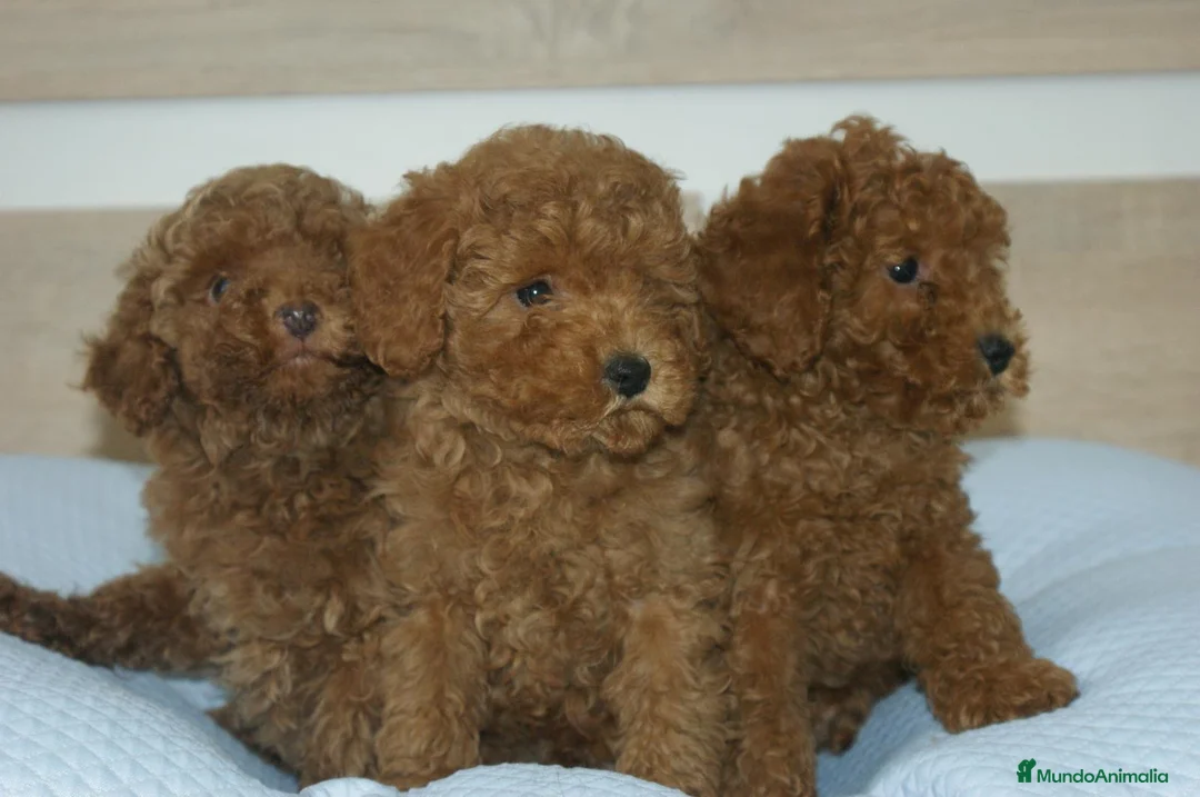 Caniche Toy perros en venta: CACHORROS DE CANICHE TOY ROJO - Anuncio 1
