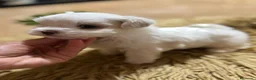 Bichón Maltés perros en venta: Bichon maltés maxima calidax - Anuncio 8