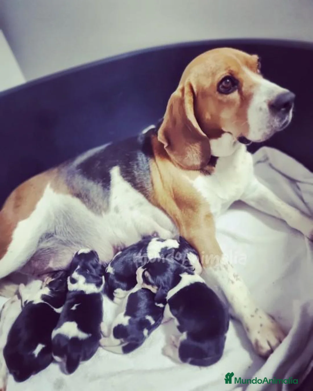 Imagen de galería {{count}}