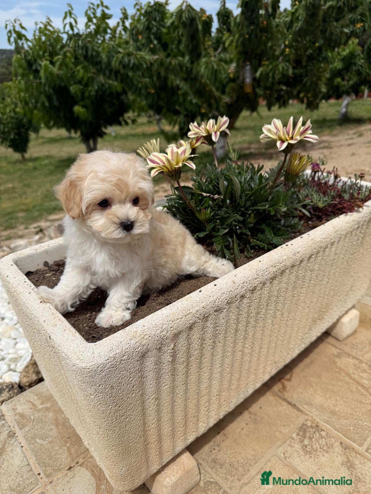 Maltipoo perros en venta: Maltipoo entrega mediados de junio!! - Anuncio 6