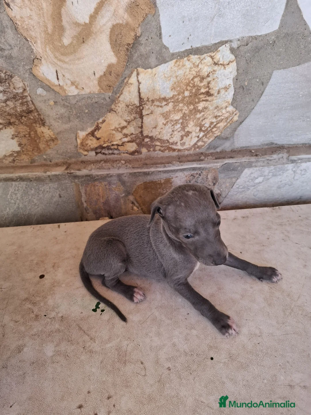 Whippet perros en venta: Cachorros de Whippet - Anuncio 2