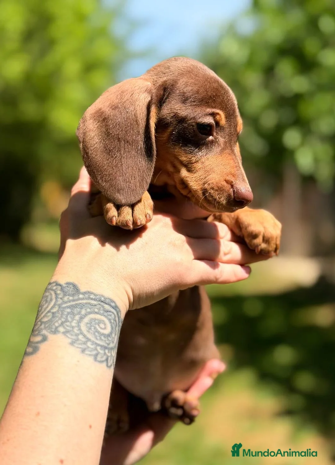 Teckel Miniatura perros en venta: TECKEL MINIATURA COLOR CHOCOLATE  - Anuncio 2