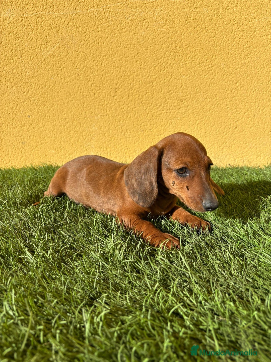 Teckel Miniatura perros en venta: Teckel miniatura merle chocolate diluido - Imagen 7