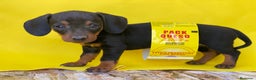 Teckel Miniatura perros en venta: Teckel cachorritos  en Ciudad Real - Anuncio 1