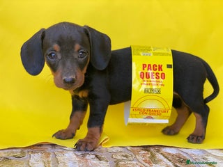 Teckel Miniatura perros en Ciudad Real - Anuncio 22