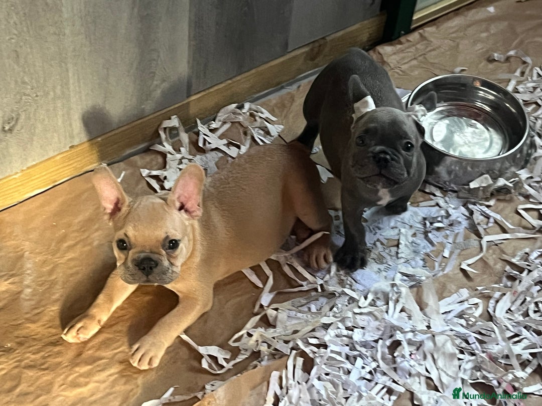 Bulldog Francés perros en venta: Bulldog Francés Caraby Benidorm  - Imagen 6