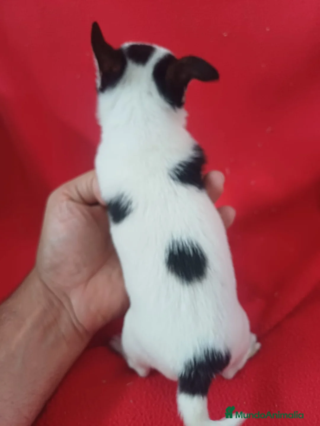 Chihuahua perros en venta: Chihuahua  - Anuncio 4